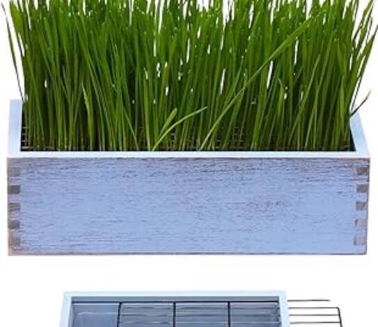 Reglas para regar el tui