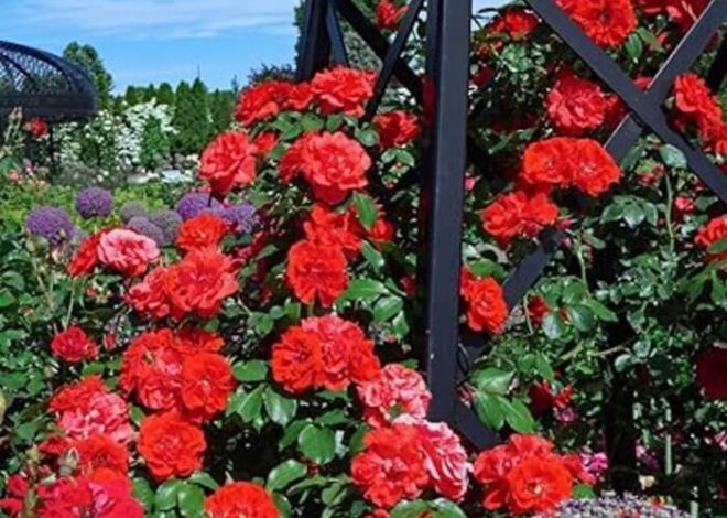 Repaso a las variedades de rosas sin espinas