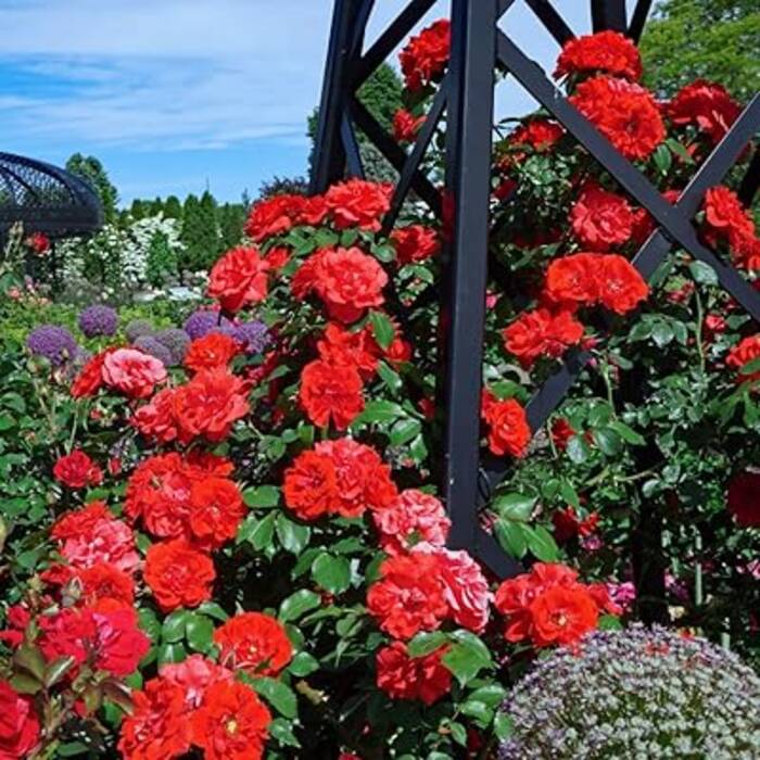 Repaso a las variedades de rosas sin espinas