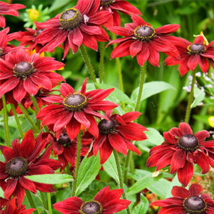 Rudbeckia Cherry Brandy