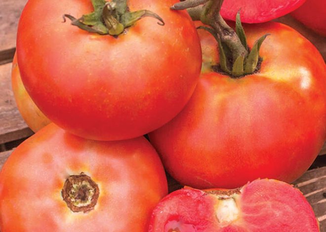 Tomate Early Dubinina