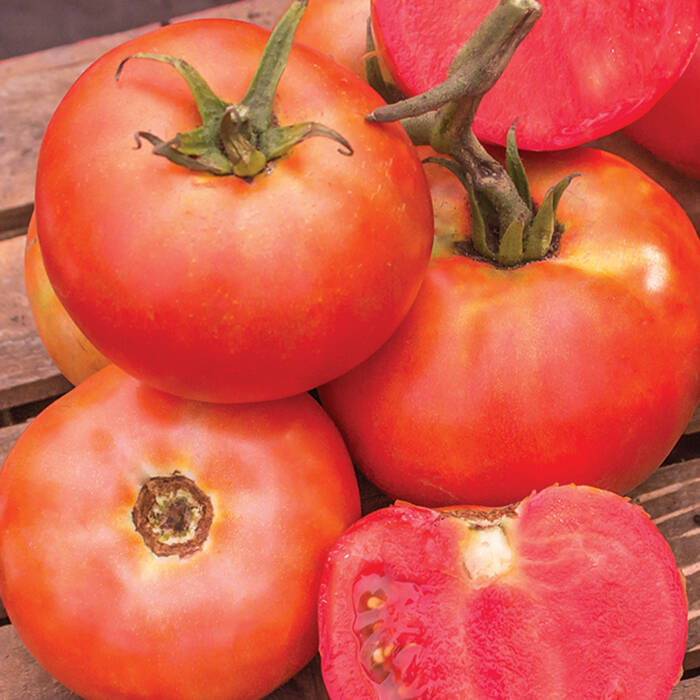 Tomate Early Dubinina