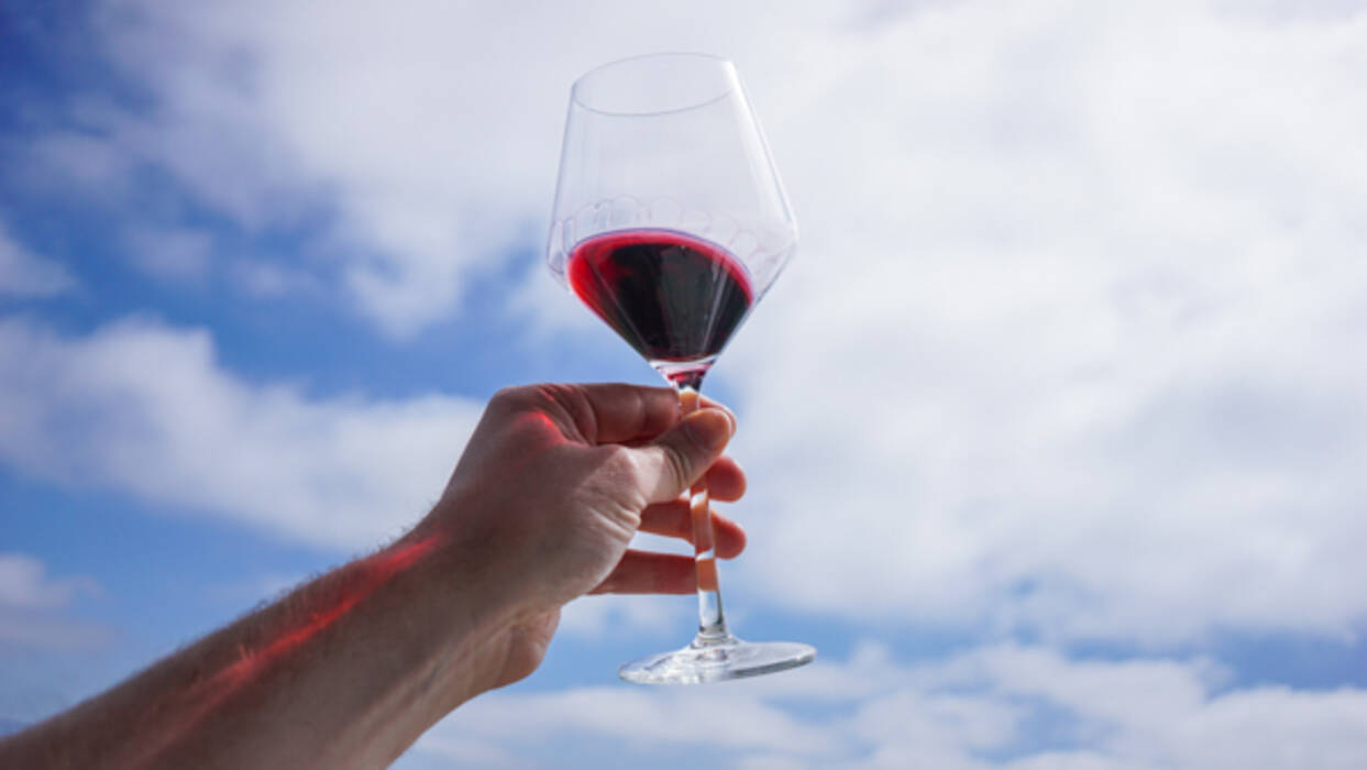 Uvas Tsimlyansky Negro