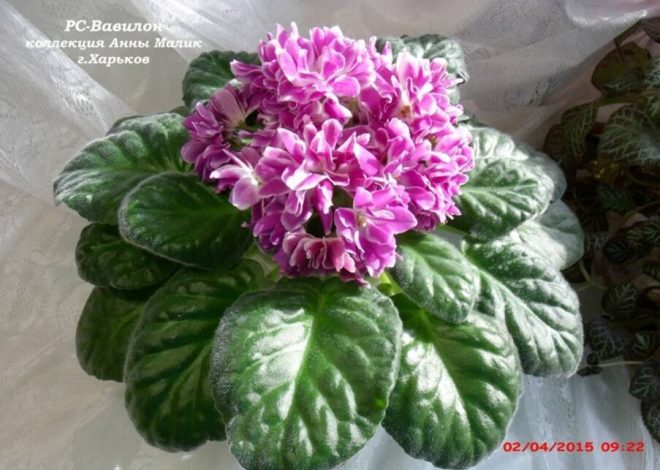 Por qué las fresas tienen las hojas secas?