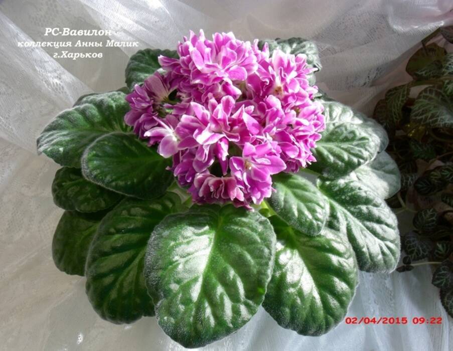 Por qué las fresas tienen las hojas secas?