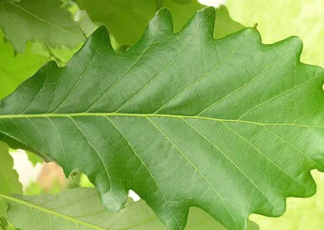 ¿Cuánto vive un roble??