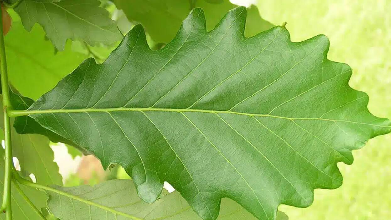 ¿Cuánto vive un roble??