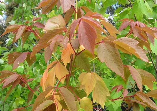 ¿Qué se puede plantar junto a los lirios en el parterre??