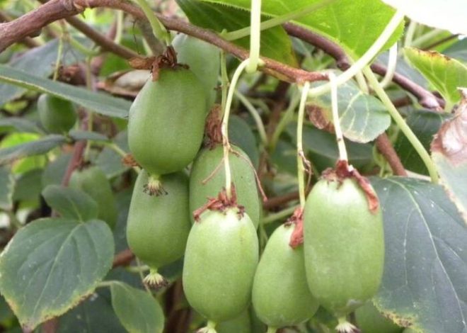 Enrejados para actinidia con sus propias manos