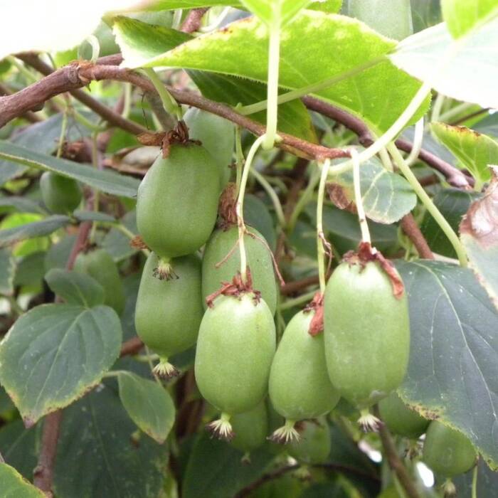 Enrejados para actinidia con sus propias manos