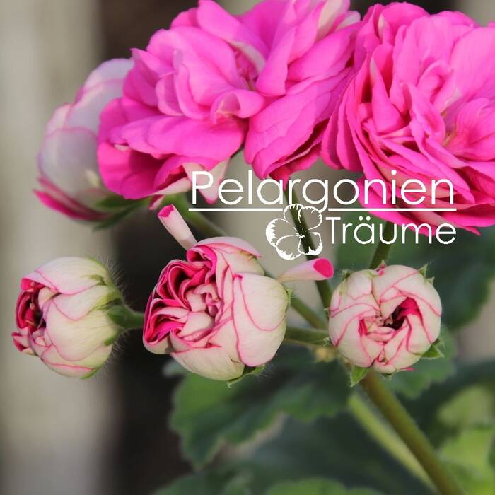 Pelargonium Yu-Madame de Pompadour