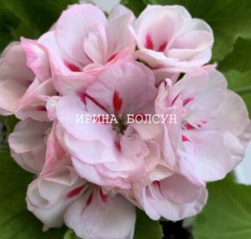 Pelargonium Yu-Nastasya Filippovna