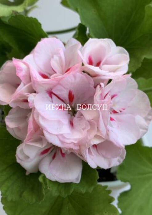 Pelargonium Yu-Nastasya Filippovna