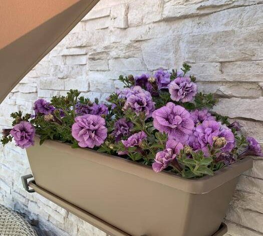 Petunia Tumbelina Priscilla