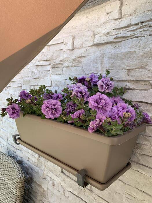 Petunia Tumbelina Priscilla