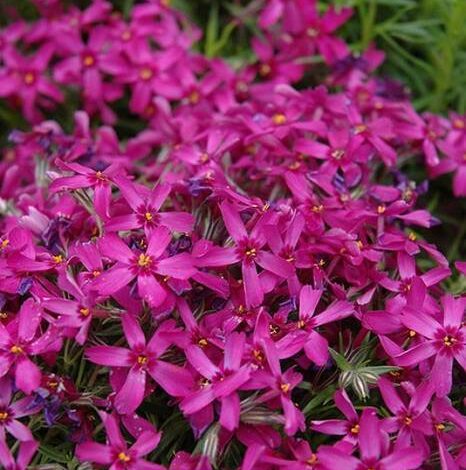 Por qué los geranios tienen las hojas rizadas y qué hacer?