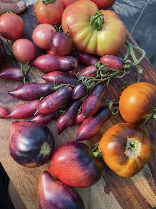 Tomate Slivka Moscú