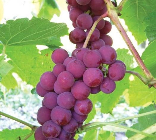 Uvas Juodupe