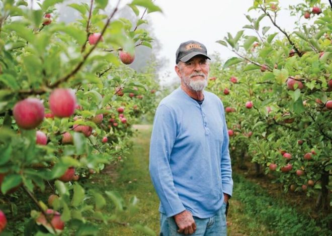 Violeta SC-Apple Orchard