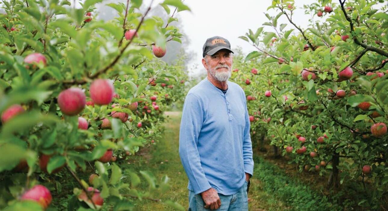 Violeta SC-Apple Orchard