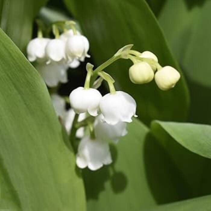 Qué hacer si la calabaza no está madura?
