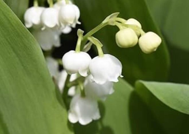 Aplicación del lirio de los valles en paisajismo