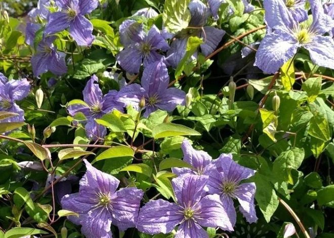 Clematis Emilia Plater