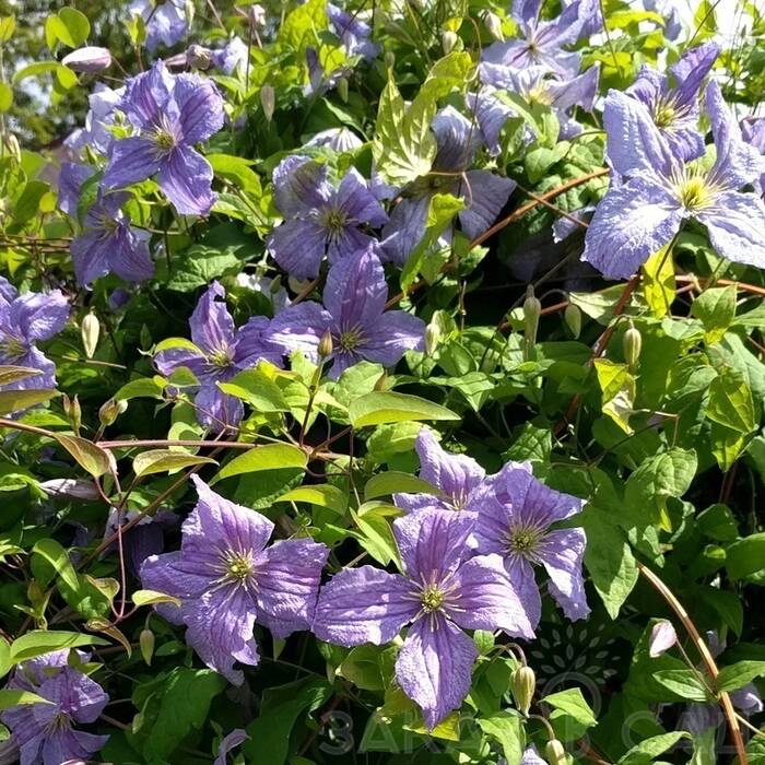 Clematis Emilia Plater