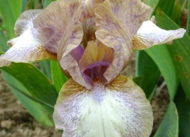 Diferencias entre la lavanda y el lavandín?