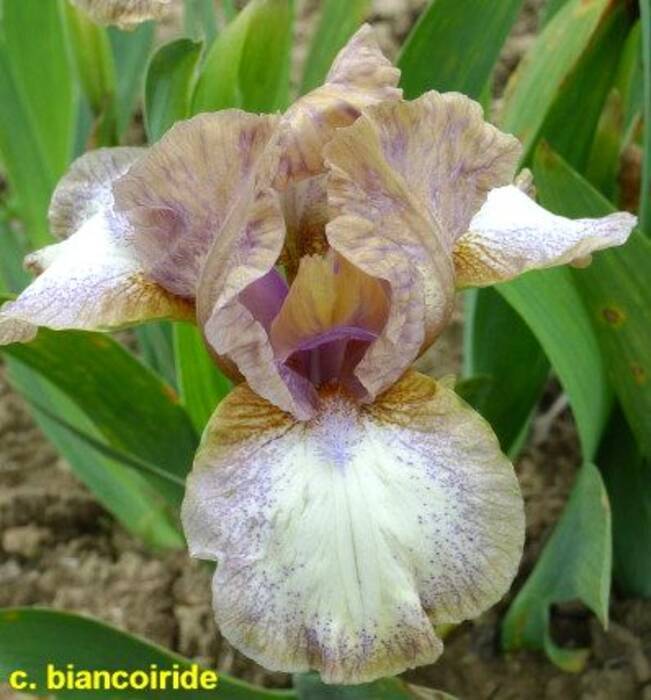 Diferencias entre la lavanda y el lavandín?