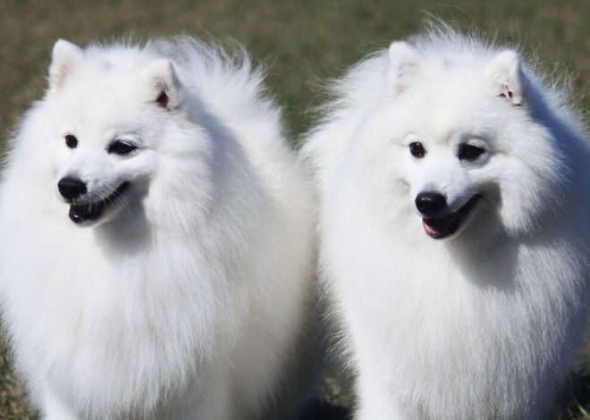 Qué se puede plantar junto a la madreselva?