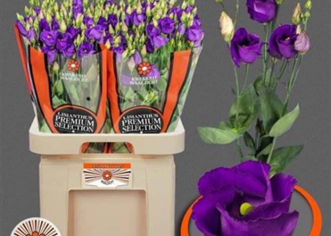 Violeta SM-Forest Magic